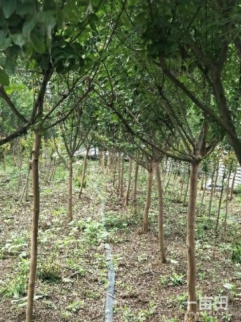 紫薇1一16公分，本苗圃大量供应