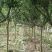 紫薇1一16公分，本苗圃大量供应