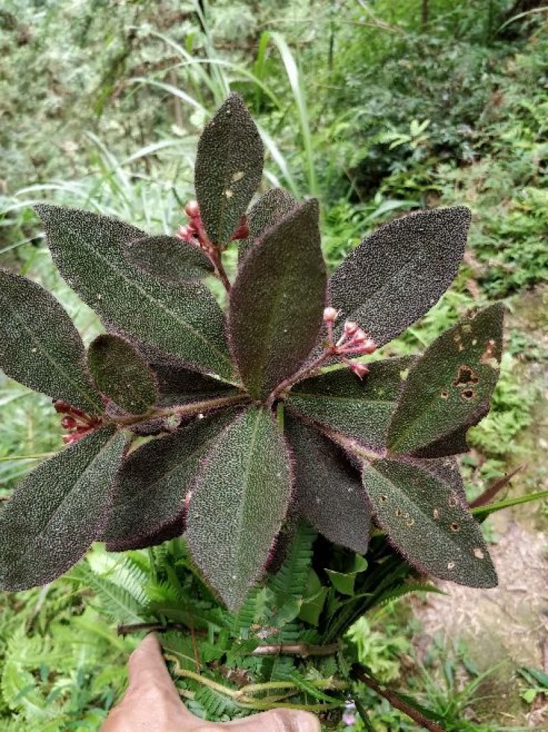 虎舌红