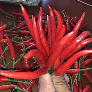 艳红辣椒5~10厘米红中辣