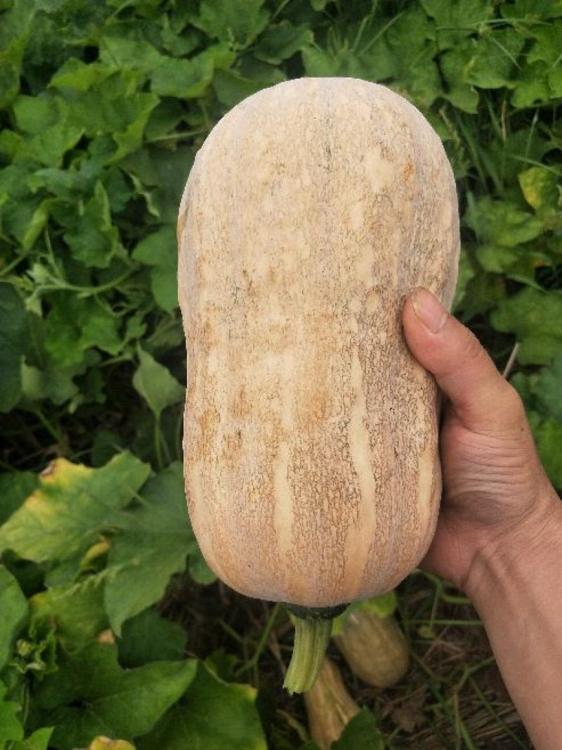 南瓜金韩蜜本早熟南瓜吉冠773等大量基地货
