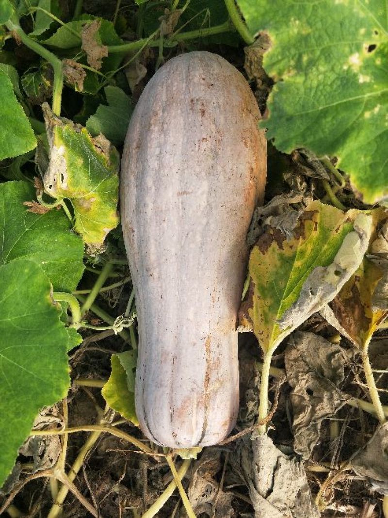 南瓜金韩蜜本早熟南瓜吉冠773等大量基地货