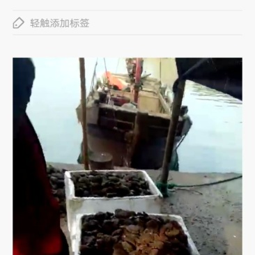 新鲜扇贝，新鲜！
