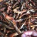 鱼干烤鱼干