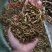 鱼干烤鱼干