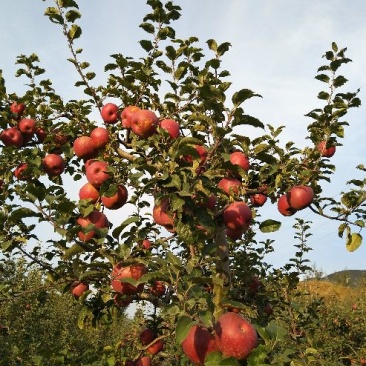 昭通高原原生态糖心苹果🍎