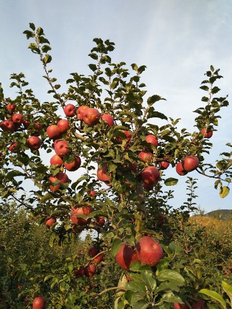 昭通高原原生态糖心苹果🍎