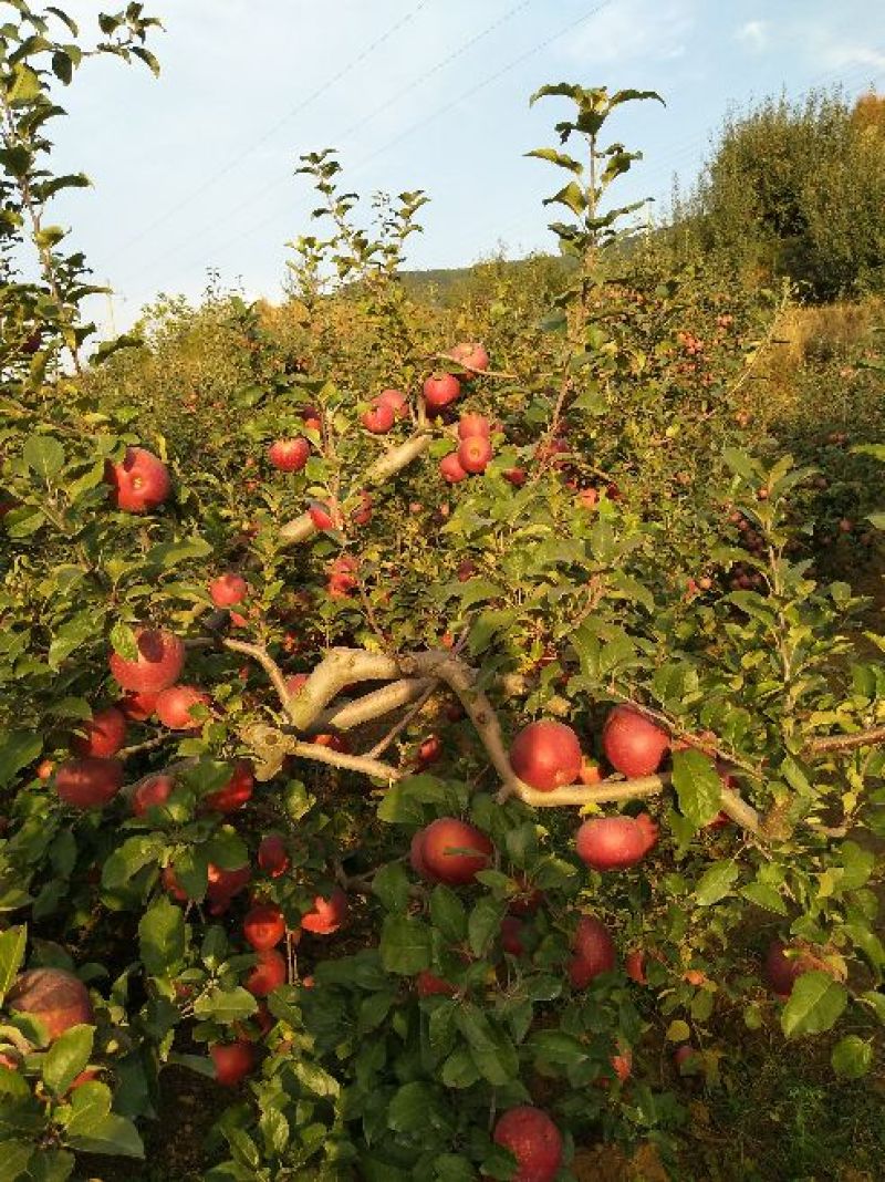 昭通高原原生态糖心苹果🍎
