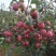 昭通高原原生态糖心苹果🍎