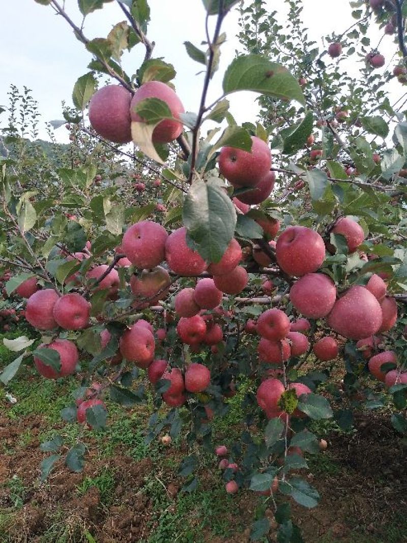 昭通高原原生态糖心苹果🍎