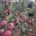 昭通高原原生态糖心苹果🍎