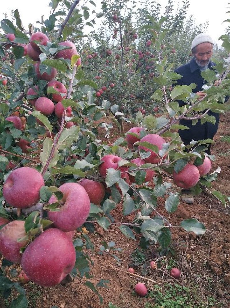 昭通高原原生态糖心苹果🍎