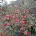 昭通高原原生态糖心苹果🍎