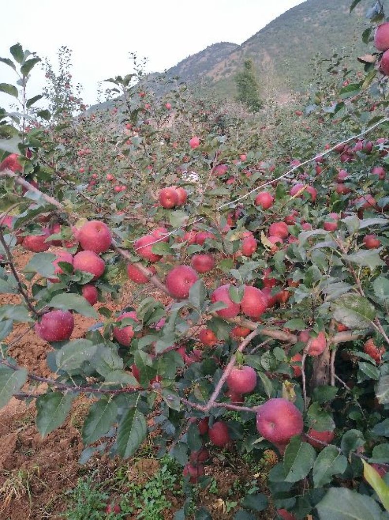 昭通高原原生态糖心苹果🍎