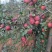 昭通高原原生态糖心苹果🍎