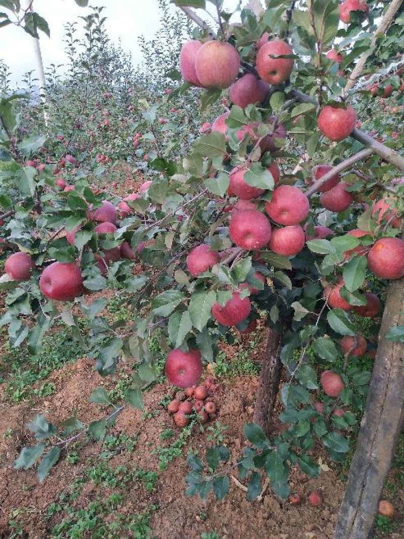 昭通高原原生态糖心苹果🍎