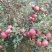 昭通高原原生态糖心苹果🍎