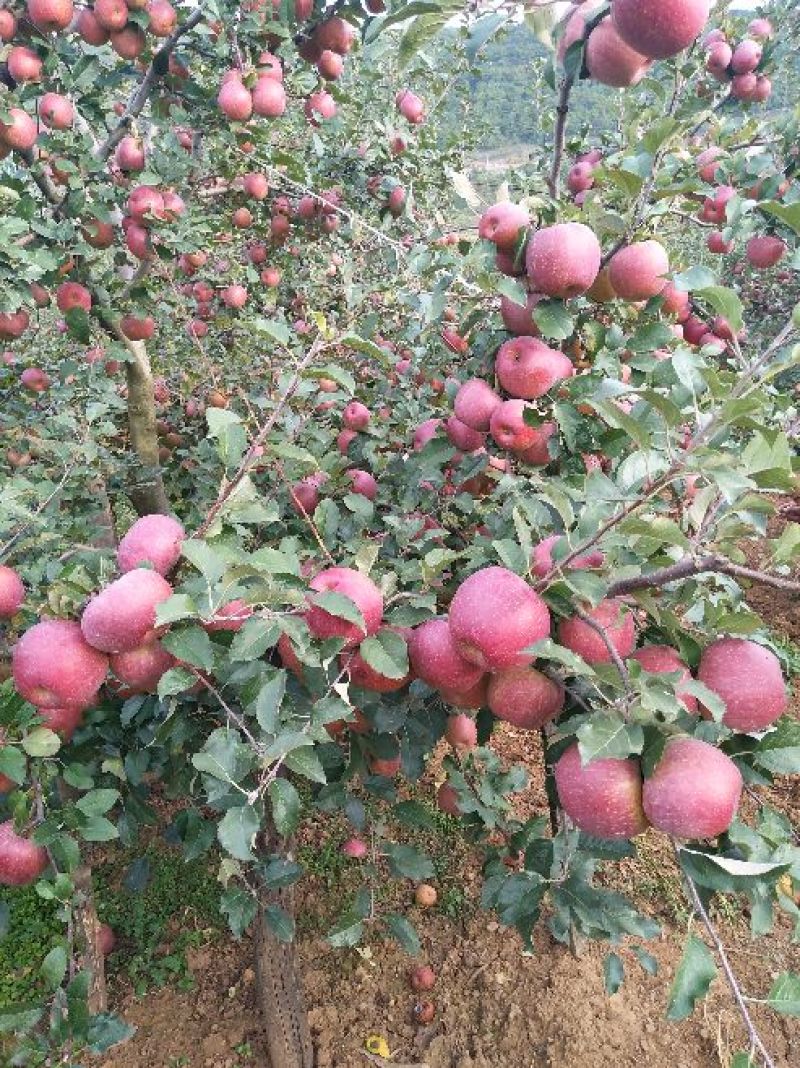 昭通高原原生态糖心苹果🍎