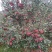 昭通高原原生态糖心苹果🍎