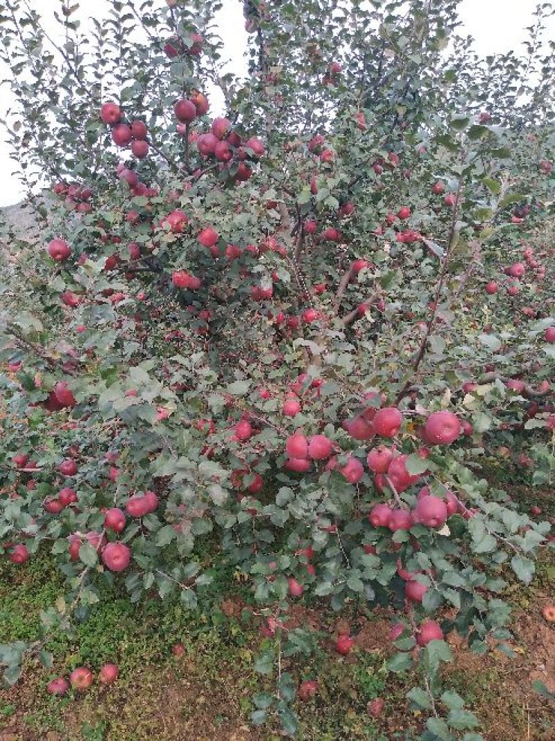 昭通高原原生态糖心苹果🍎