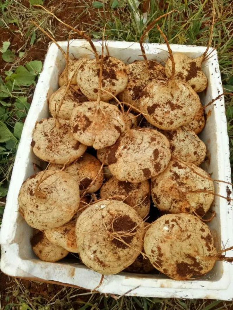 凉薯--500g----1500g