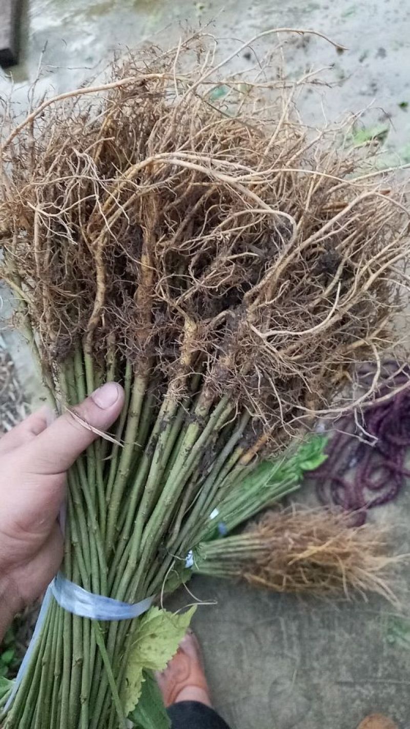 广西桑树苗大叶桑养蚕桑树苗杂交桑粤桑桑芽菜专业