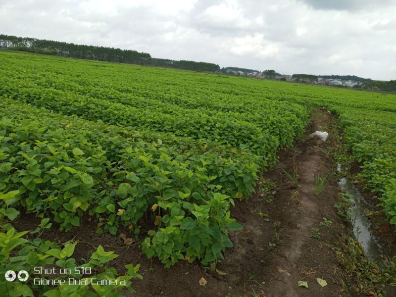 广西桑树苗大叶桑养蚕桑树苗杂交桑粤桑桑芽菜专业