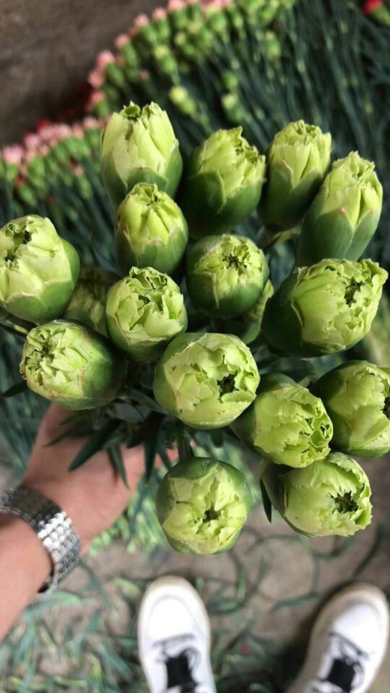 大量供应康乃馨，小菊，洋桔梗，满天星