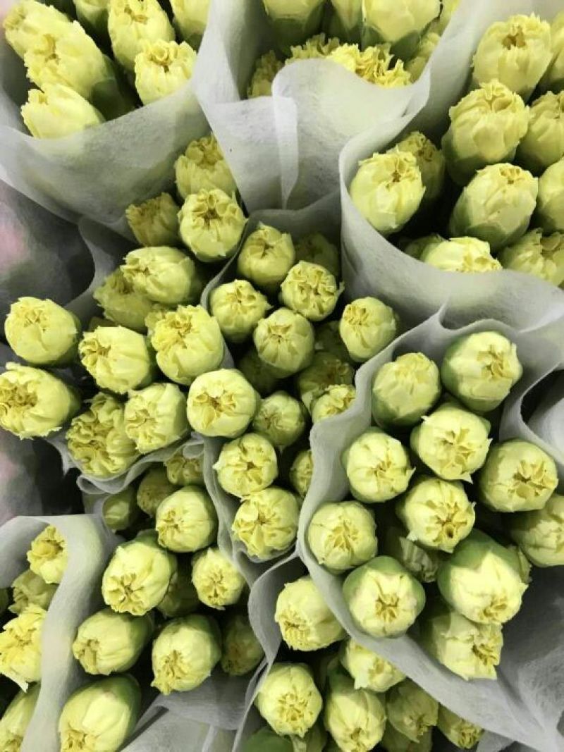 大量供应康乃馨，小菊，洋桔梗，满天星