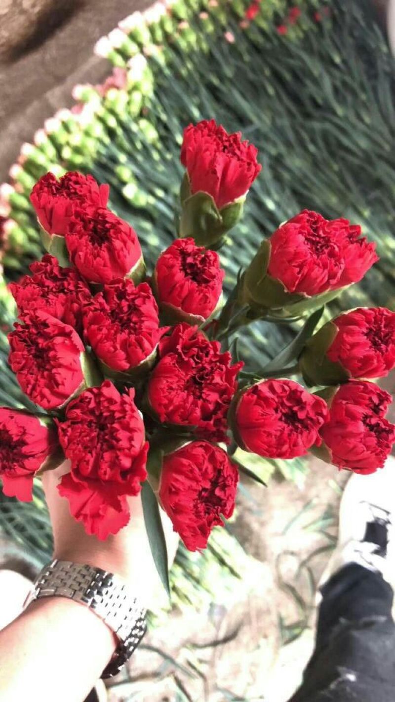 大量供应康乃馨，小菊，洋桔梗，满天星