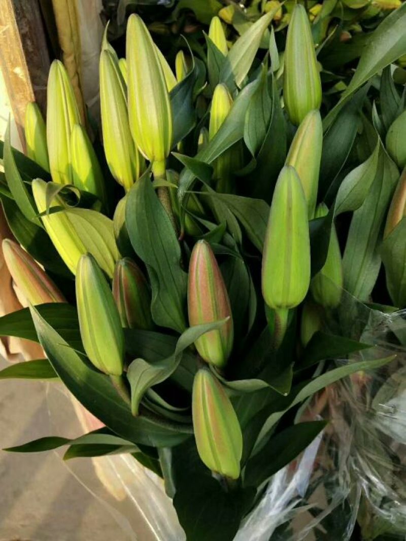 鲜切花百合大量供应
