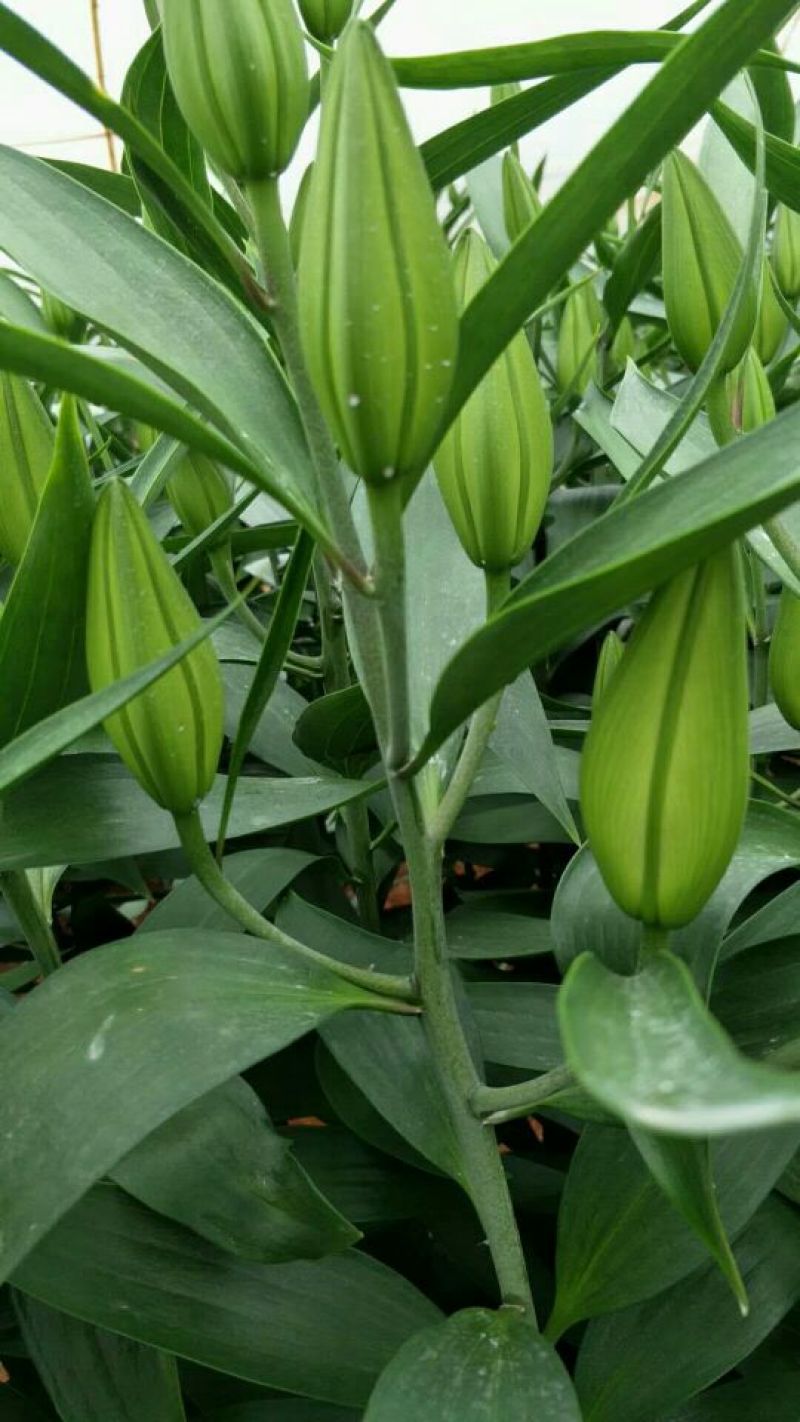 鲜切花百合大量供应