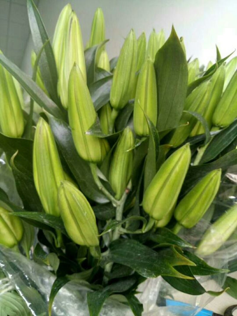 鲜切花百合大量供应