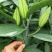 鲜切花百合大量供应