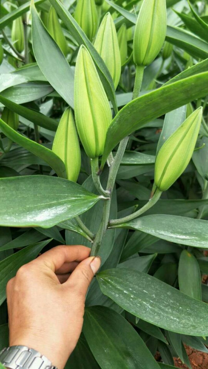 鲜切花百合大量供应