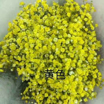 满天星批发，七彩满天星批发