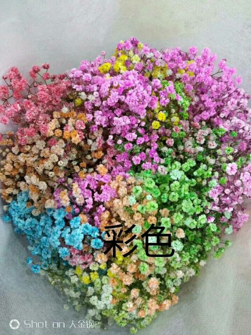 满天星批发，七彩满天星批发