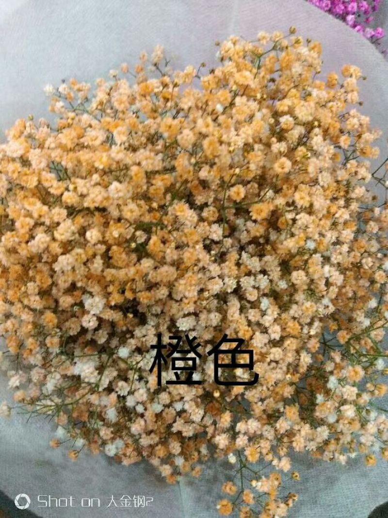 满天星批发，七彩满天星批发