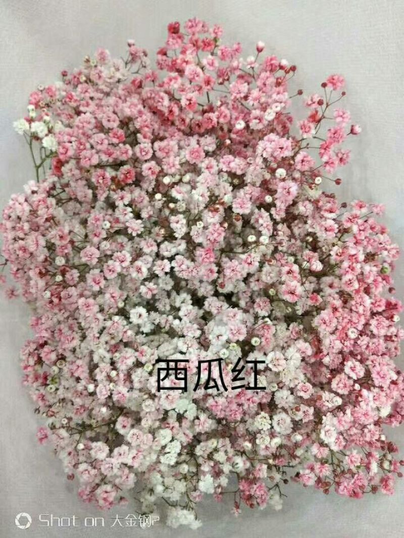 满天星批发，七彩满天星批发