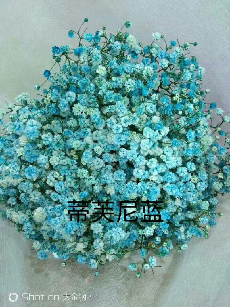 满天星批发，七彩满天星批发