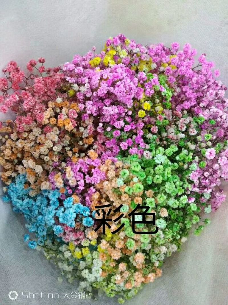 满天星批发，七彩满天星批发