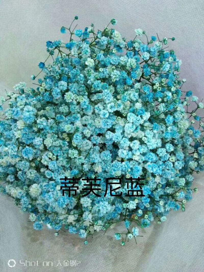 满天星批发，七彩满天星批发