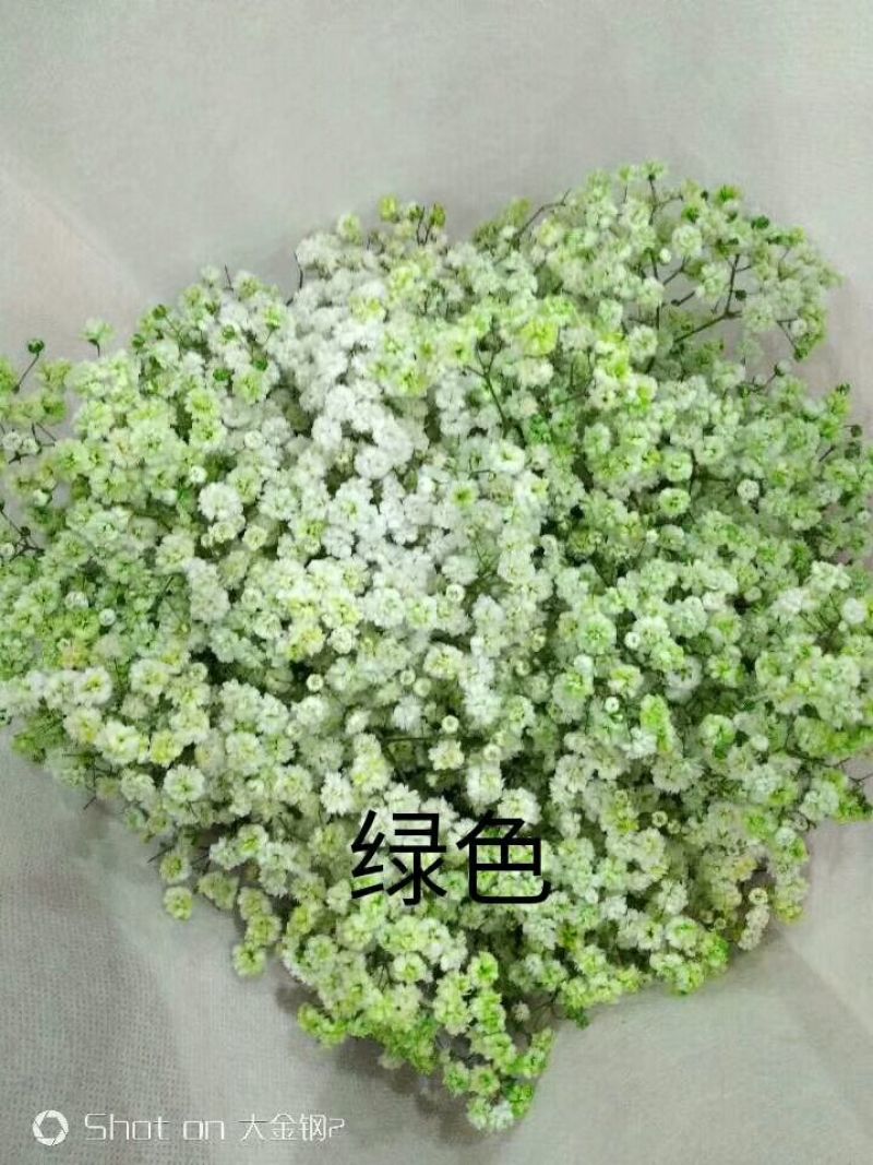满天星批发，七彩满天星批发