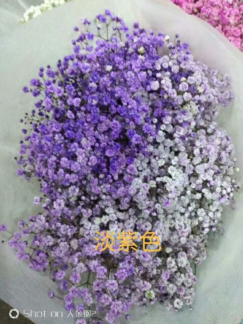 满天星批发，七彩满天星批发