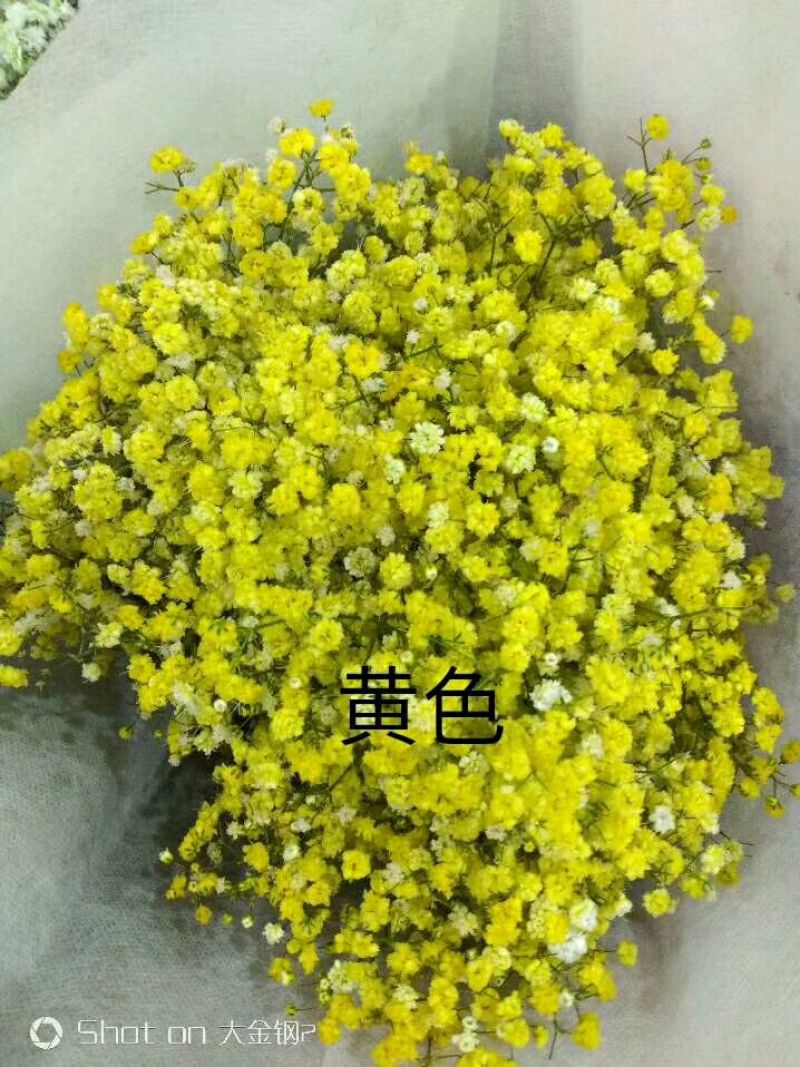 满天星批发，七彩满天星批发