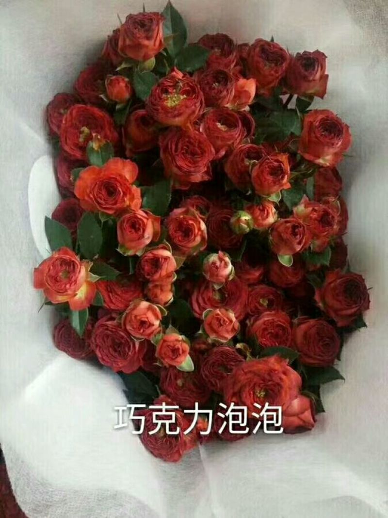 多头玫瑰