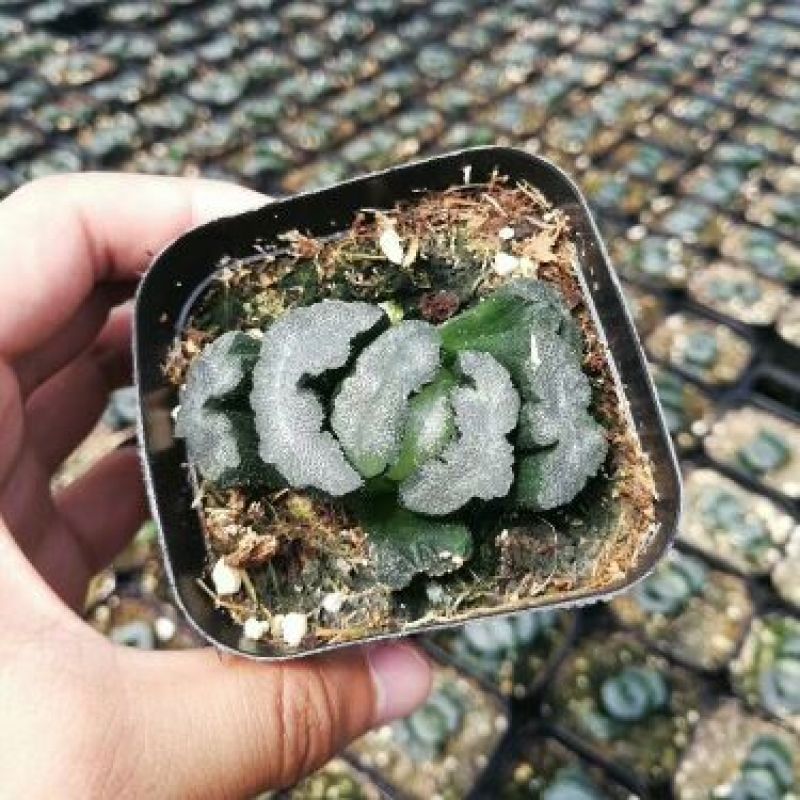 多肉批发