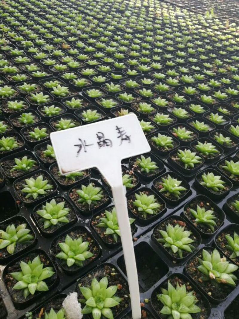 多肉批发