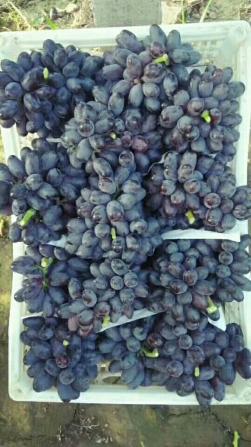 紫甜无核A17葡萄，黑葡萄，黑提。口感级佳