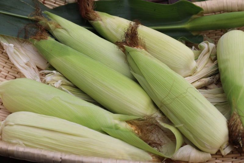 东北黑龙江笨玉米鲜品/速冻/高压灭菌/粘玉米